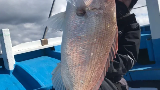 【第9回解説(ネタバレあり】反転で食わなかった個体を、どう“もう一度”口を使わせるか