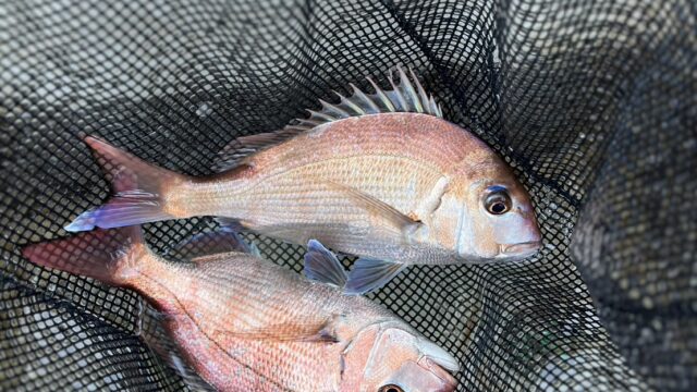 【第10回 [最終回] 解説(ネタバレあり】速潮×低水温で“今日は切る”と判断する基準」